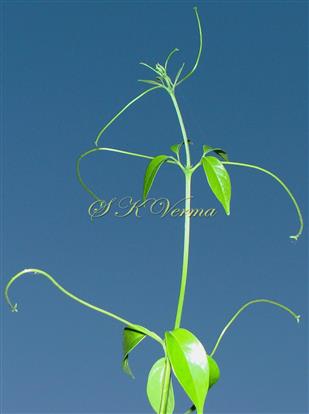 Young branch